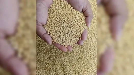 চট্টগ্রামে প্রায় ১.৭৫ লাখ টন আমেরিকান গম পৌঁছেছে