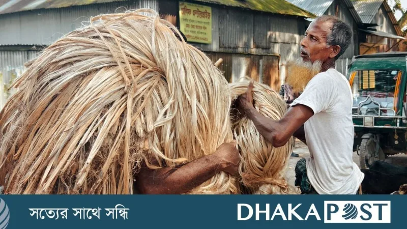 ঘিওর হাটে পাটের কোটি টাকার লেনদেন, নদীভাঙন ও সরবরাহ সংকট