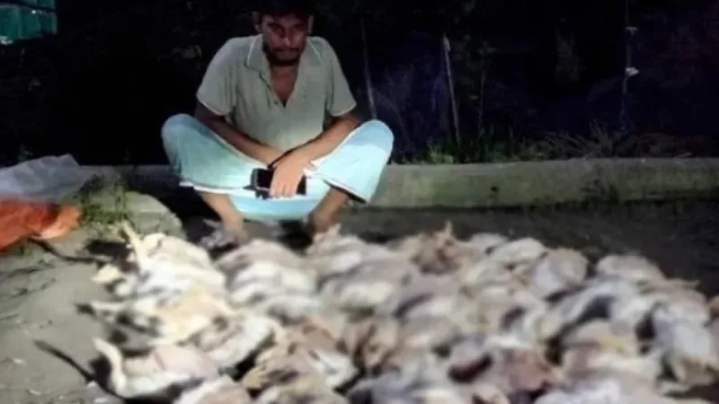 রূপগঞ্জে ৮ ঘণ্টা বিদ্যুৎ বিভ্রাটে শত শত মুরগি মারা