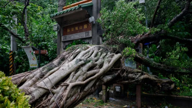সুপার টাইফুন চাম্পি ও তিব্বত ভূকম্পে প্রাণহানি ও বিশাল ক্ষতি