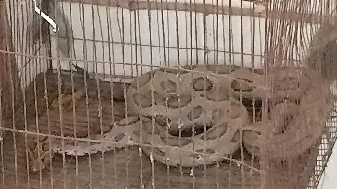 চুয়াডাঙ্গায় বিশাল রাসেলস ভাইপার উদ্ধার