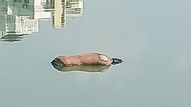 গুলশান লেক থেকে অজ্ঞাত যুবকের মরদেহ উদ্ধার