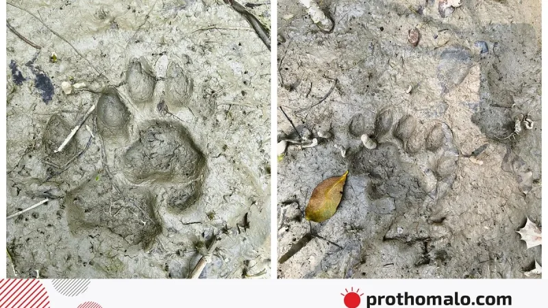 সোনাতলা গ্রামে আধা কিলোমিটার জুড়ে বাঘের পায়ের ছাপ, বন বিভাগ মাইকিং করে সতর্কতা