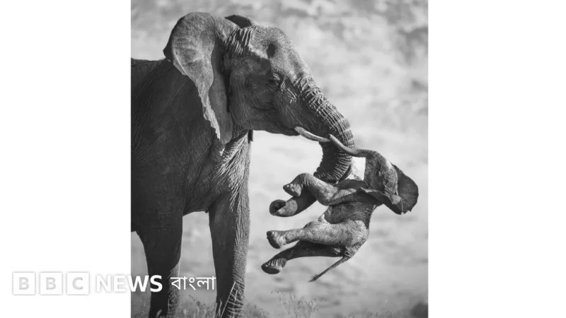 ফেদেরিকো ভেরোনেসির হাতি-শাবক ছবি ২০২৬ ওয়াইল্ডলাইফ ফটোগ্রাফার অফ দ্য ইয়ার জয়ী