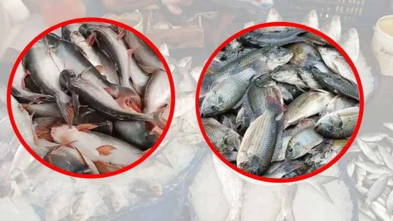 পাঙাশ ও তেলাপিয়ার দাম আকাশচুম্বী, গৃহস্থের মাছের অংশ কমছে