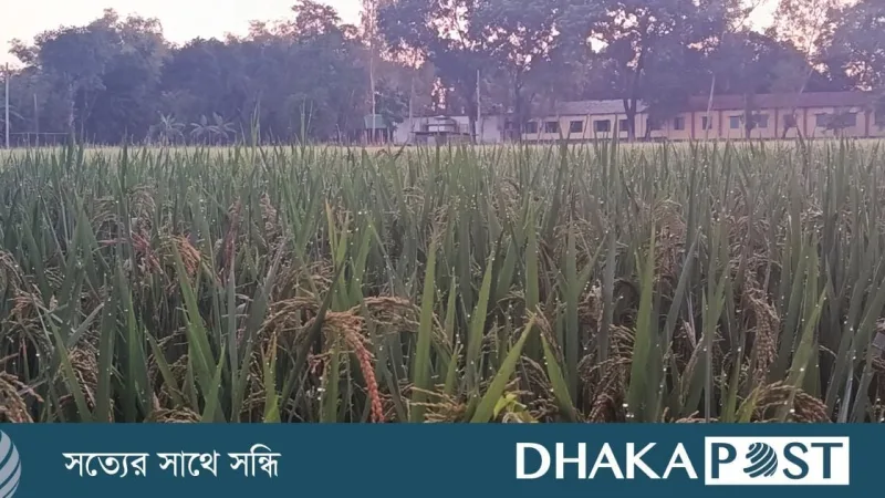 পঞ্চগড়ে দিন-রাতের তাপমাত্রায় বড় ব্যবধান, শীতের অনুভূতি বেড়েছে