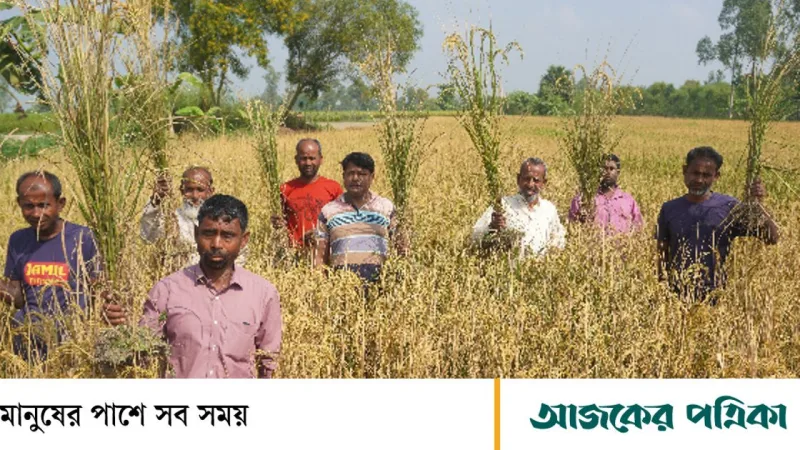 ধামইরহাটে বিরোধের জেরে ১০ বিঘা জমির ধান বিনষ্টের অভিযোগ