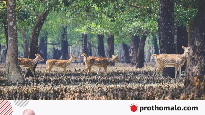 সুন্দরবনে এলএনজি টার্মিনাল পরিকল্পনা নিয়ে পরিবেশ ও মানবিক উদ্বেগ