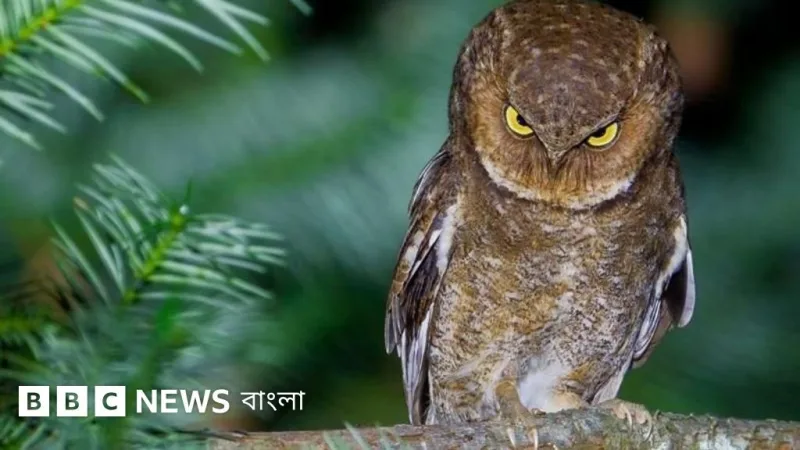 নিকন কমেডি ওয়াইল্ডলাইফ অ্যাওয়ার্ডস ২০২৬: ফাইনালিস্ট ১০টি মজার প্রাণীর ছবি