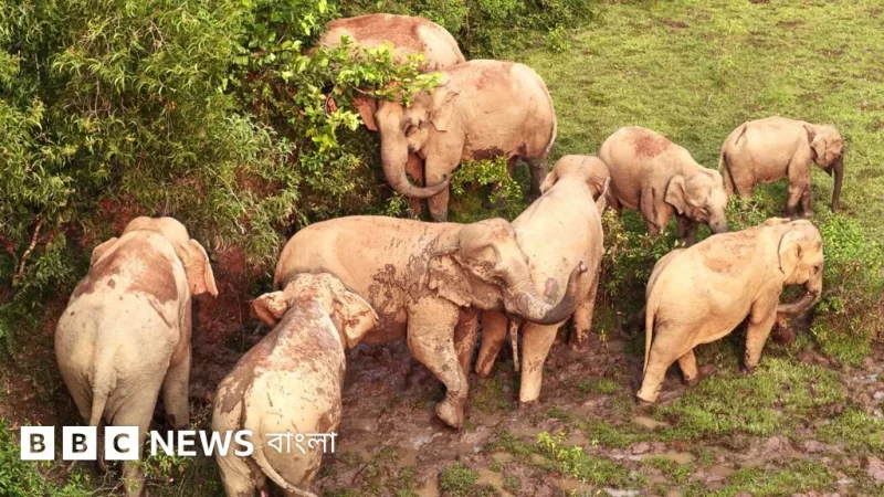 ভারতের বেড়ায় শেরপুরে আটকে ১৩০টি বন্য হাতি, কূটনৈতিক সংকট